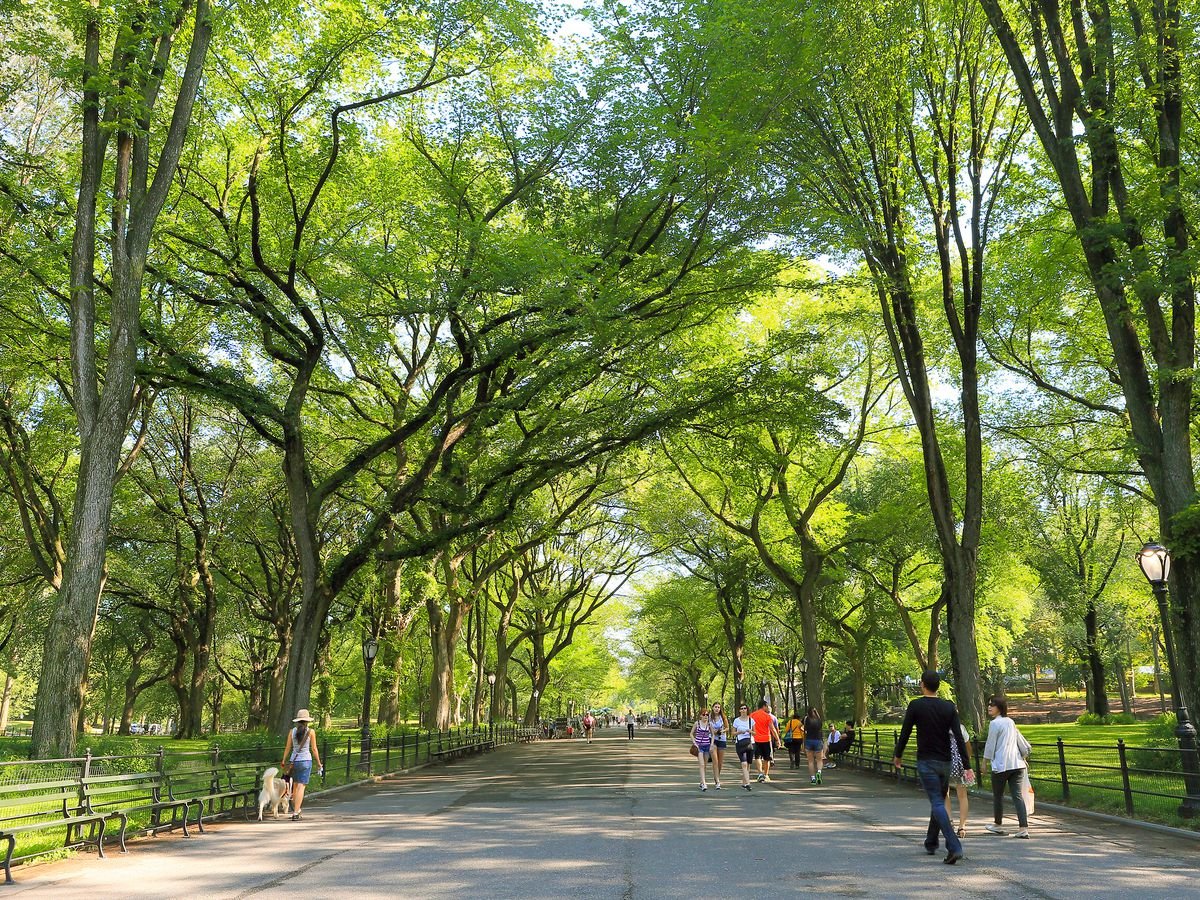 New York's iconic Central Park where the Pit Bull was stabbed.