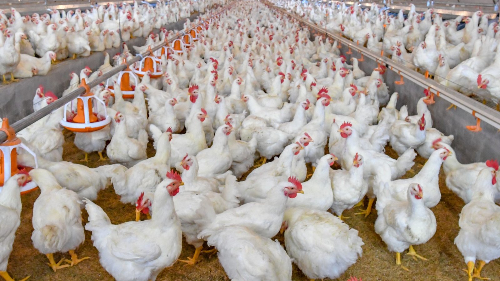 A Step-by-Step Guide to Poultry Farming in South Africa