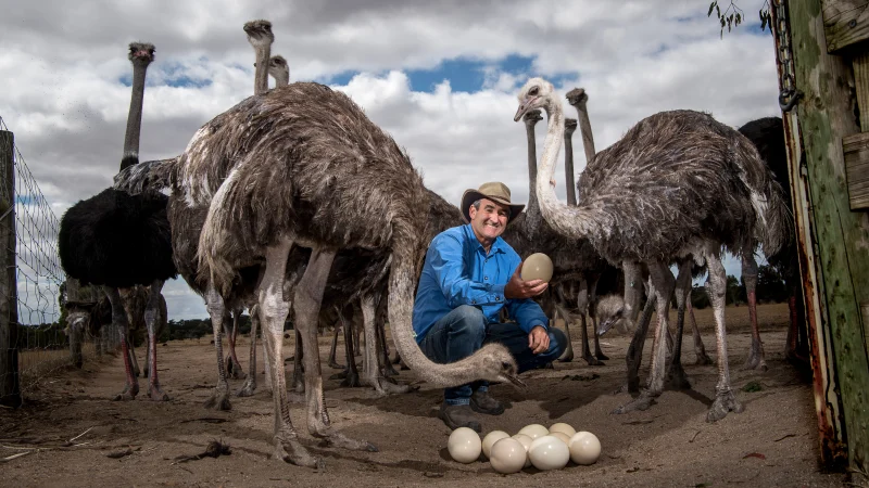 Ostrich Farming